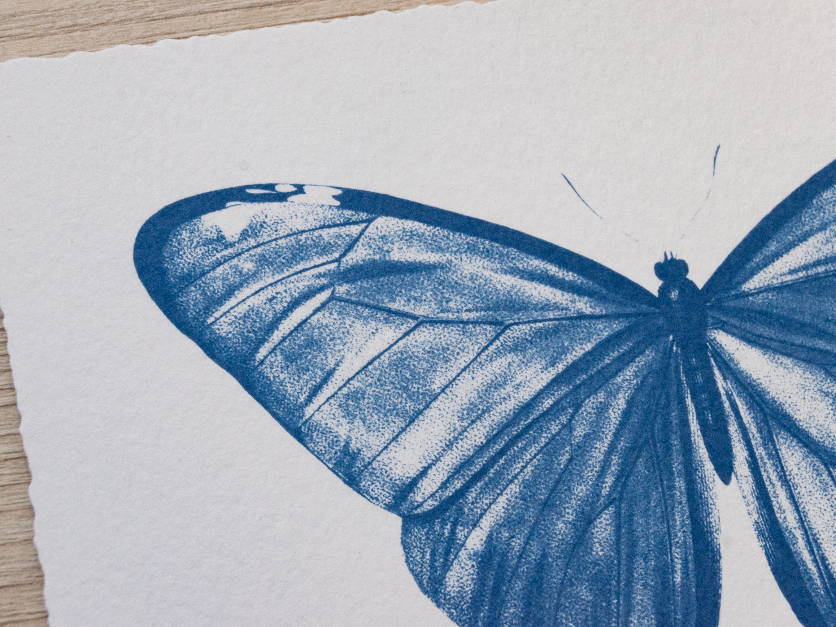 Original cyanotype print, butterfly cyanotype art