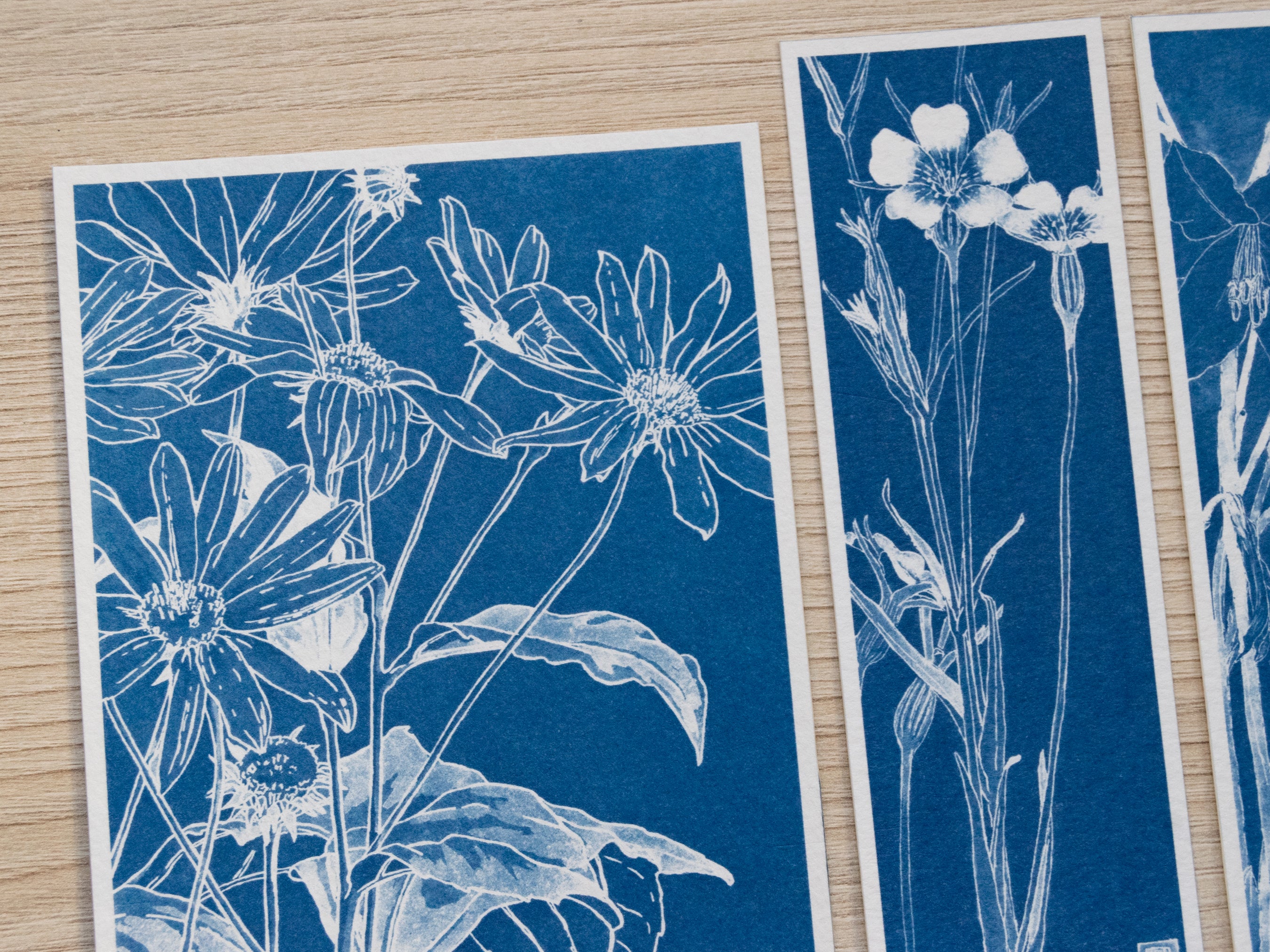 botanical cyanotype art