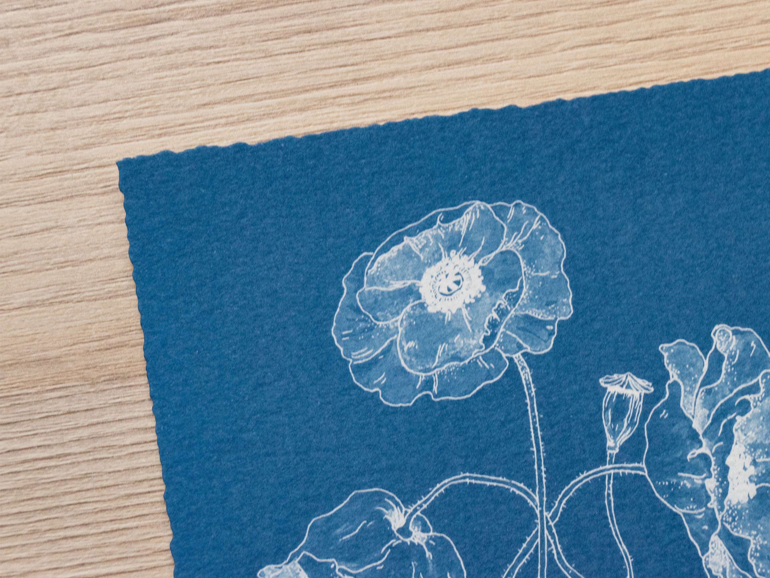 Original cyanotype print, poppy cyanotype art