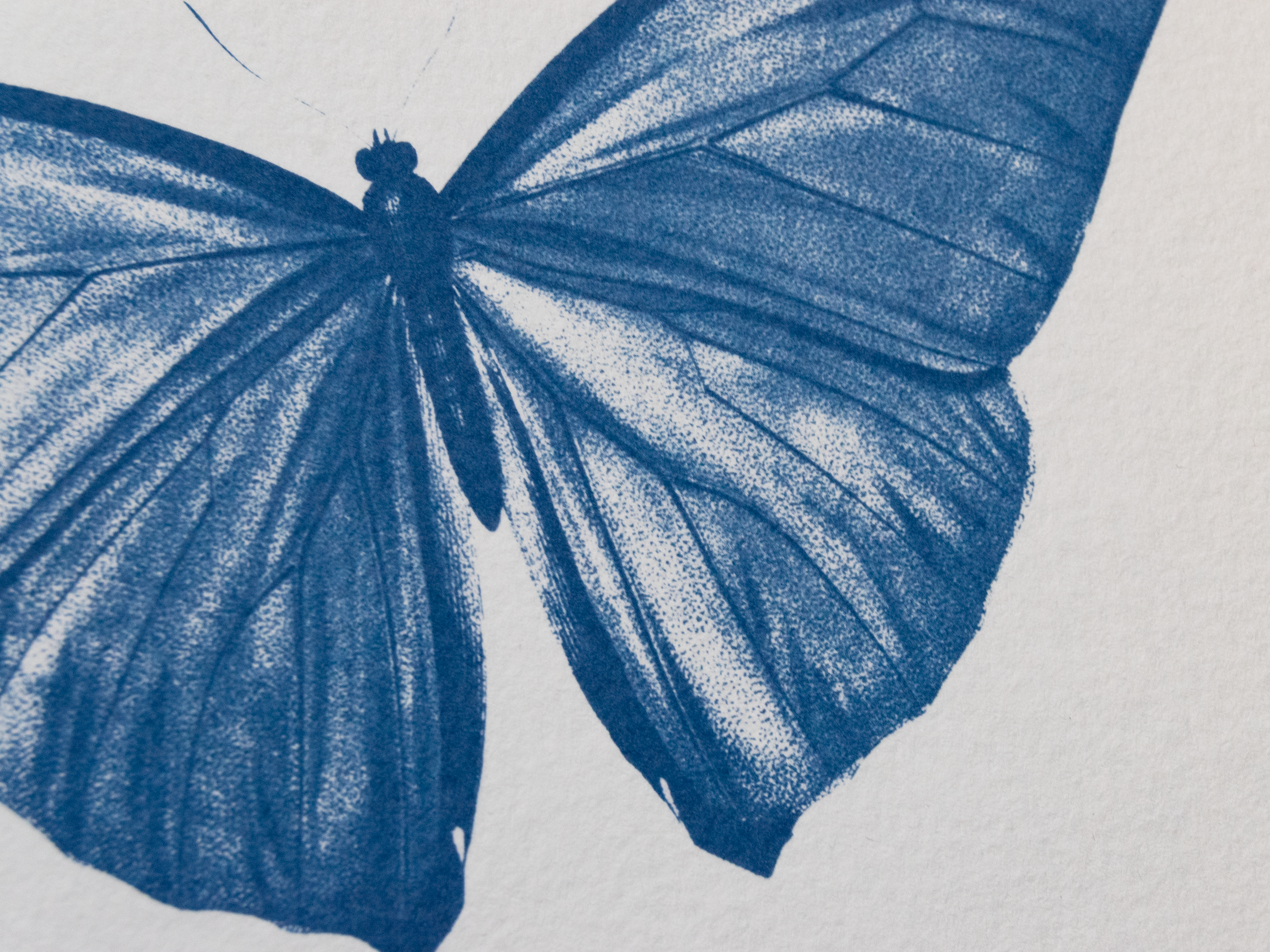 Original cyanotype print, butterfly cyanotype art