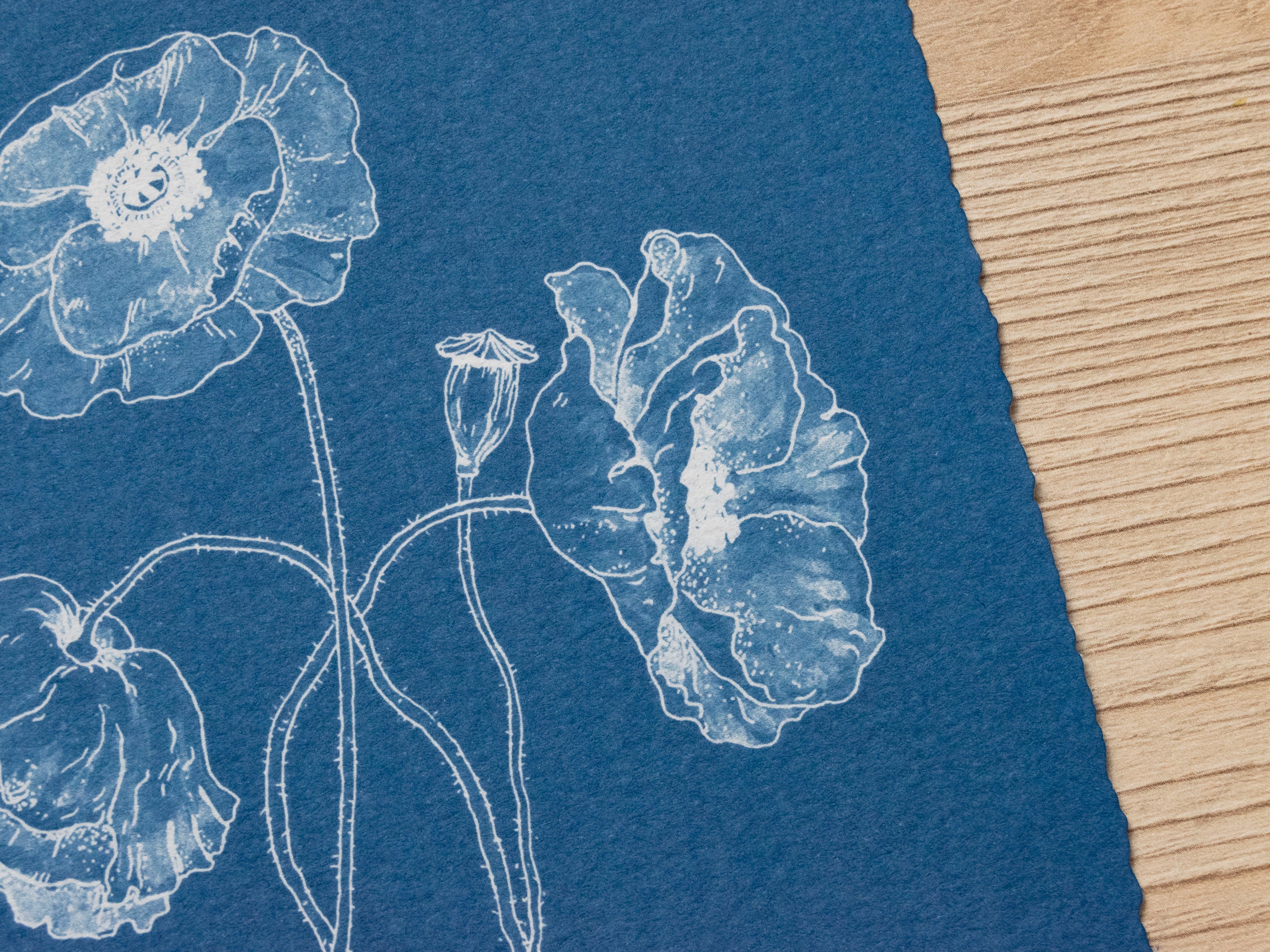 Original cyanotype print, poppy cyanotype art