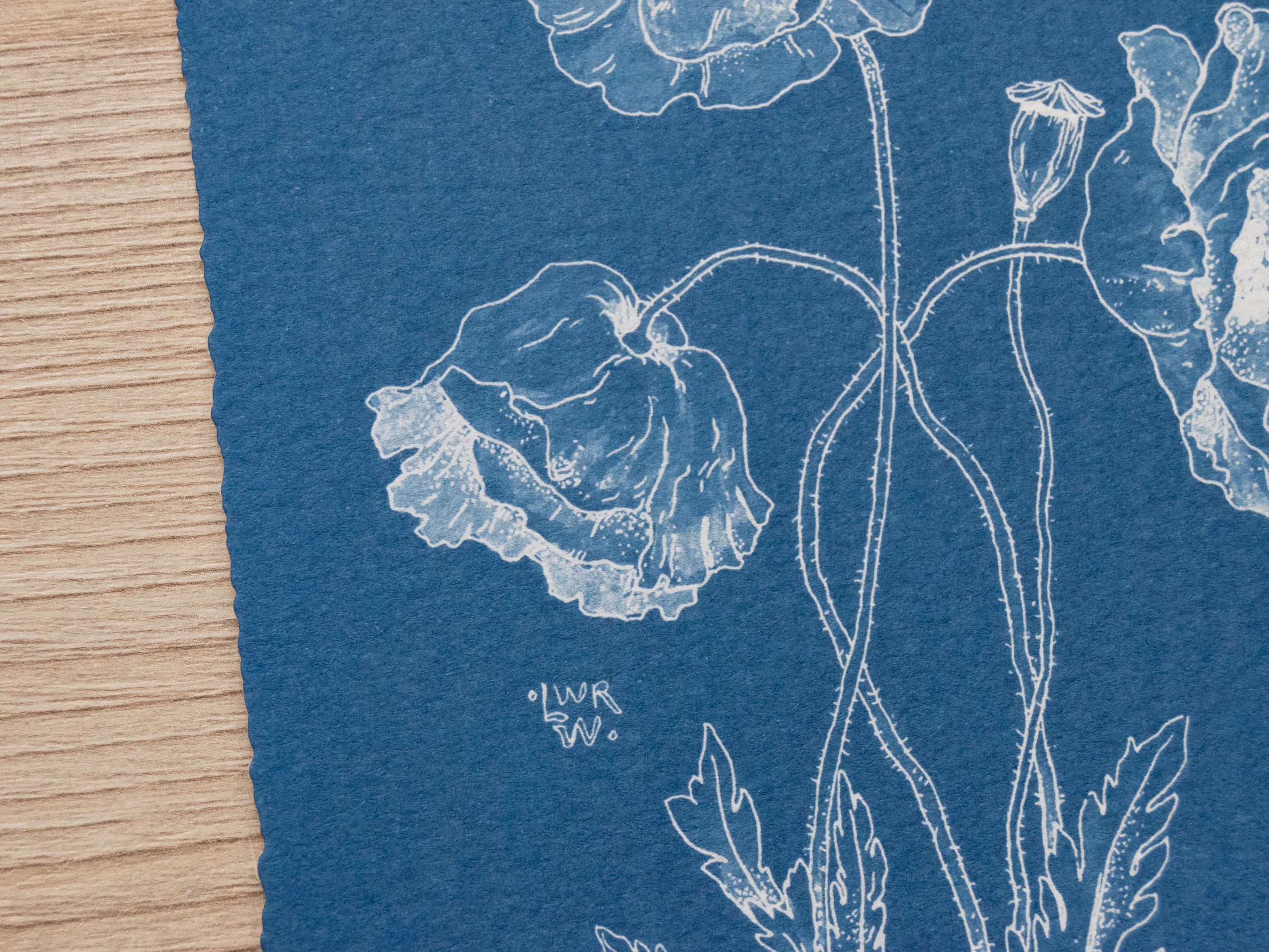 Original cyanotype print, poppy cyanotype art