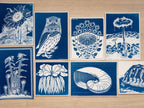 Cyanotype Prints of Julie de Graag’s Artwork