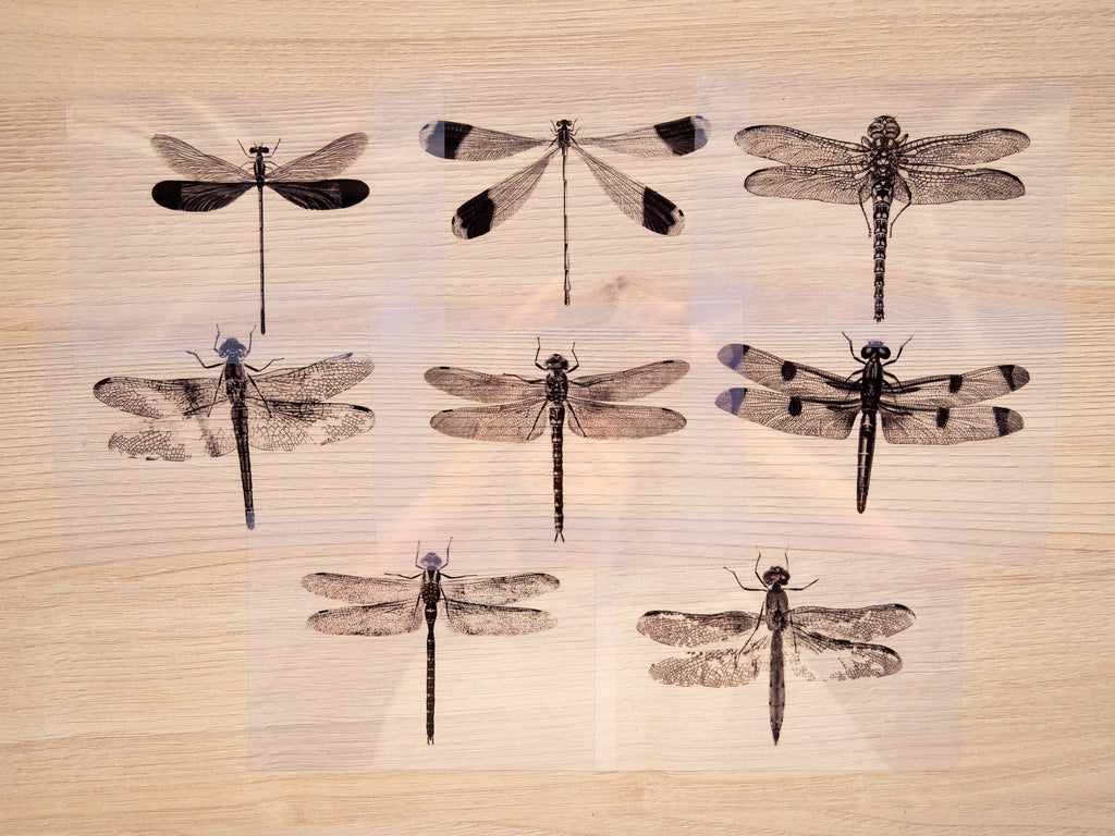 Dragonflies Cyanotype Stencil Set