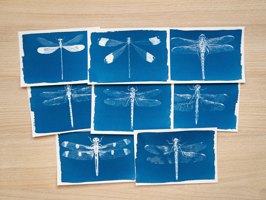 Dragonflies Cyanotype prints