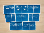 Dragonflies Cyanotype prints