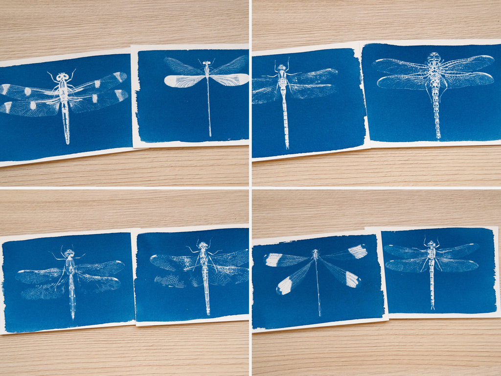Dragonflies cyanotype print with stencils