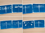 Dragonflies cyanotype print with stencils