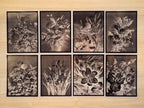 Ellen Thayer Fisher Botanical Art Cyanotype Stencils for cyanotype