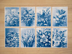 Ellen Thayer Fisher Botanical Art Cyanotype prints