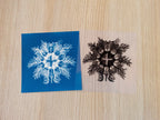 Ernst Haeckel sea creature cyanotype print