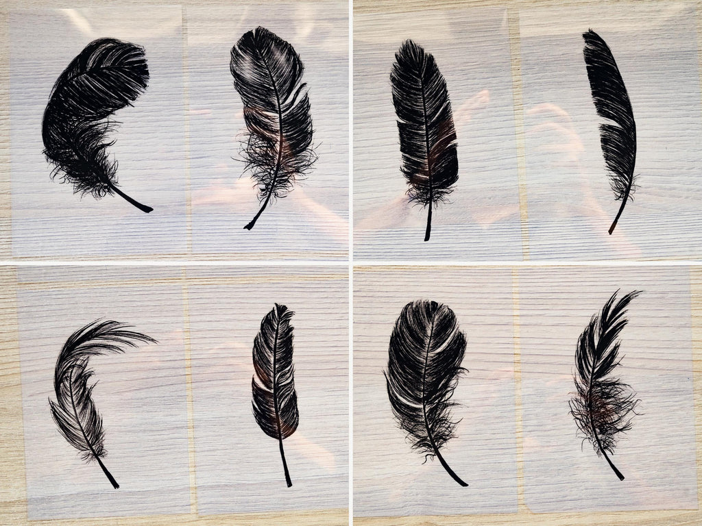 Feather cyanotype stencils