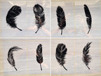 Feather cyanotype stencils