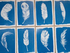 Feathers Cyanotype print