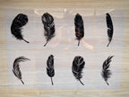 Feathers Stencils for cyanotype