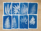 Fern Leaf Cyanotype Stencils