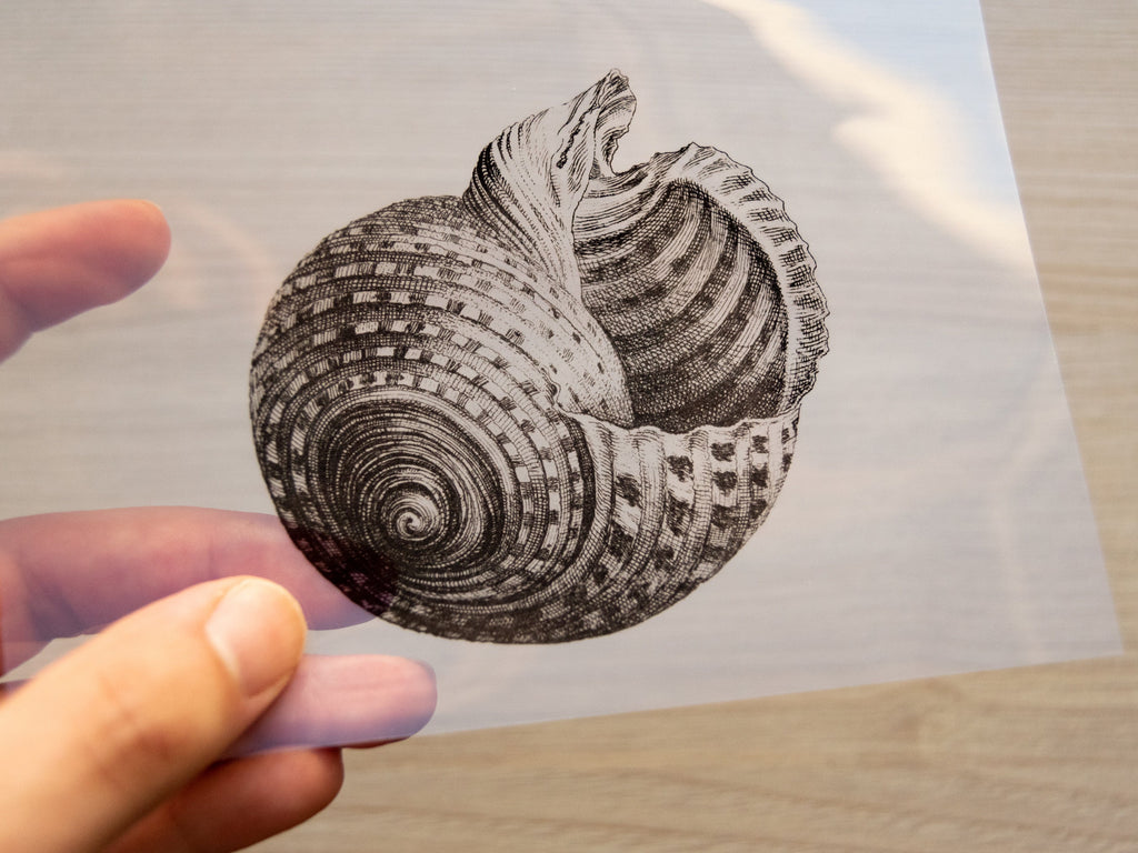 Handcrafted Shell Stencils for Cyanotype Art