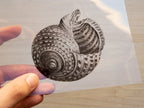 Handcrafted Shell Stencils for Cyanotype Art