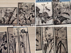 Hannah Borger floral illustrations stencils for solar printing