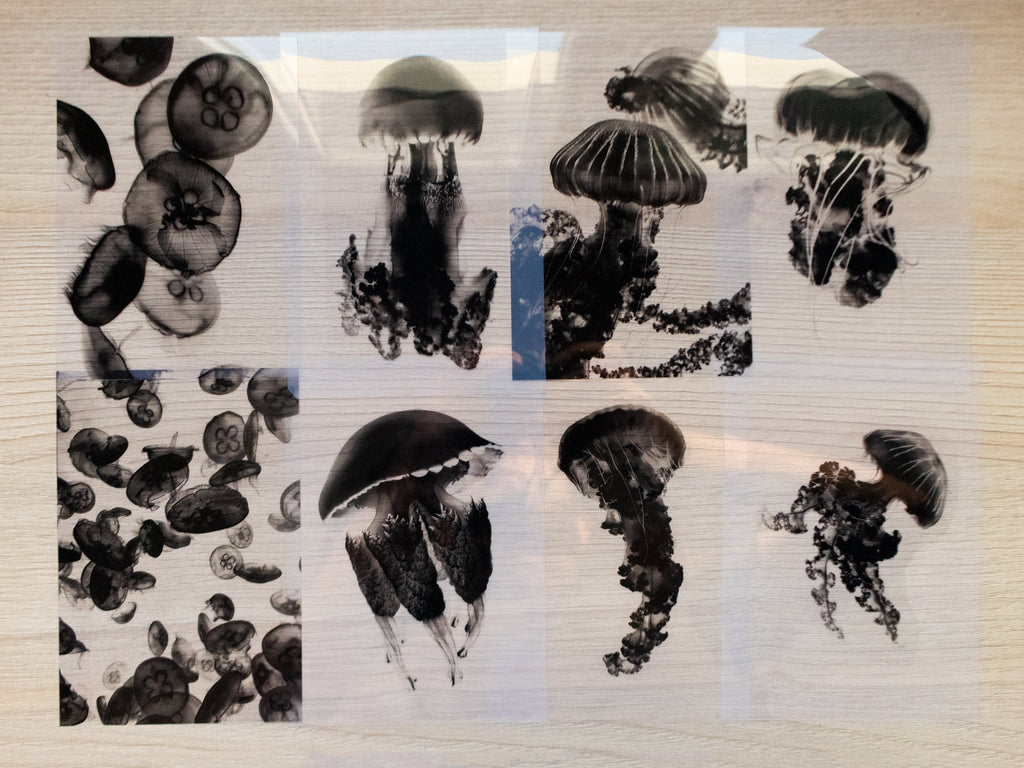 Jellyfish negatives for solar printing