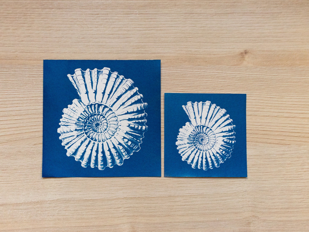 Nautilus Cyanotype negatives