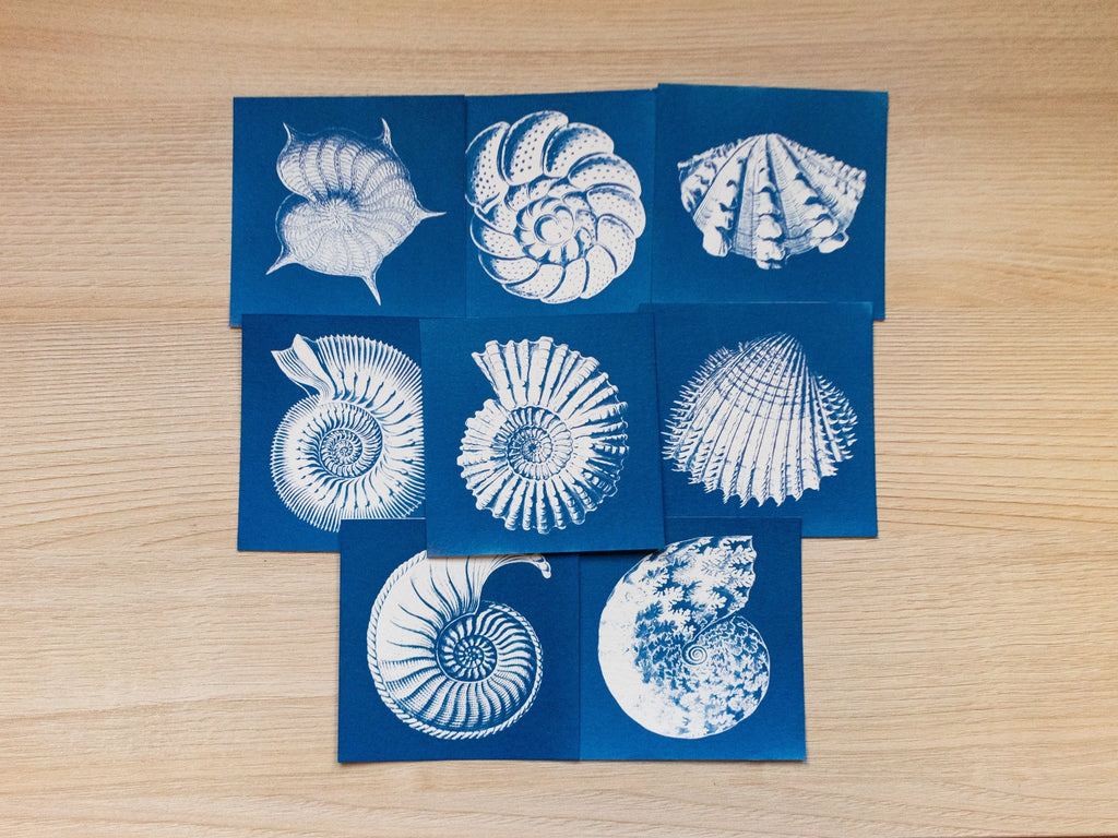 Nautilus and Shells Cyanotype print