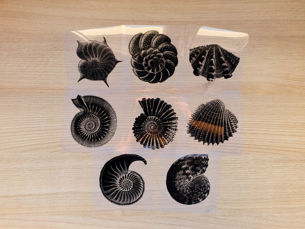 Nautilus and Shells Cyanotype stencils