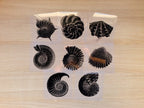 Nautilus and Shells Cyanotype stencils