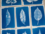 Pressed Leaf Cyanotype print