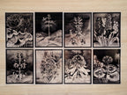 Robert John Thornton floral landscapes cyanotype stencils