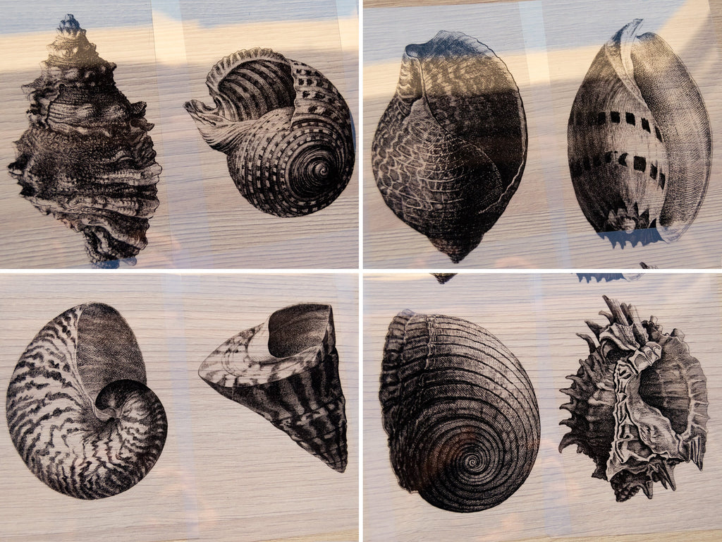 Shells Cyanotype Stencil Set – Ocean-Inspired Designs