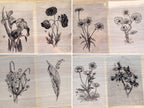 beautiful flowers to make cyanotype