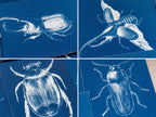 beetles cyanotype art