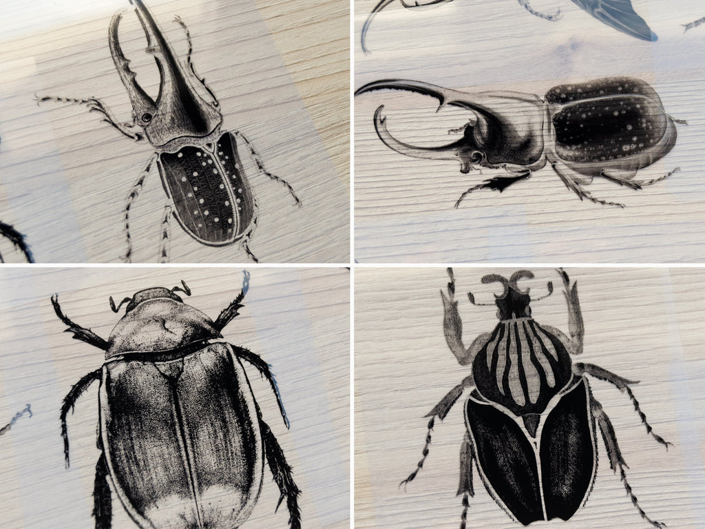 beetles cyanotype negatives