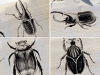 beetles cyanotype negatives