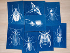 beetles cyanotype print