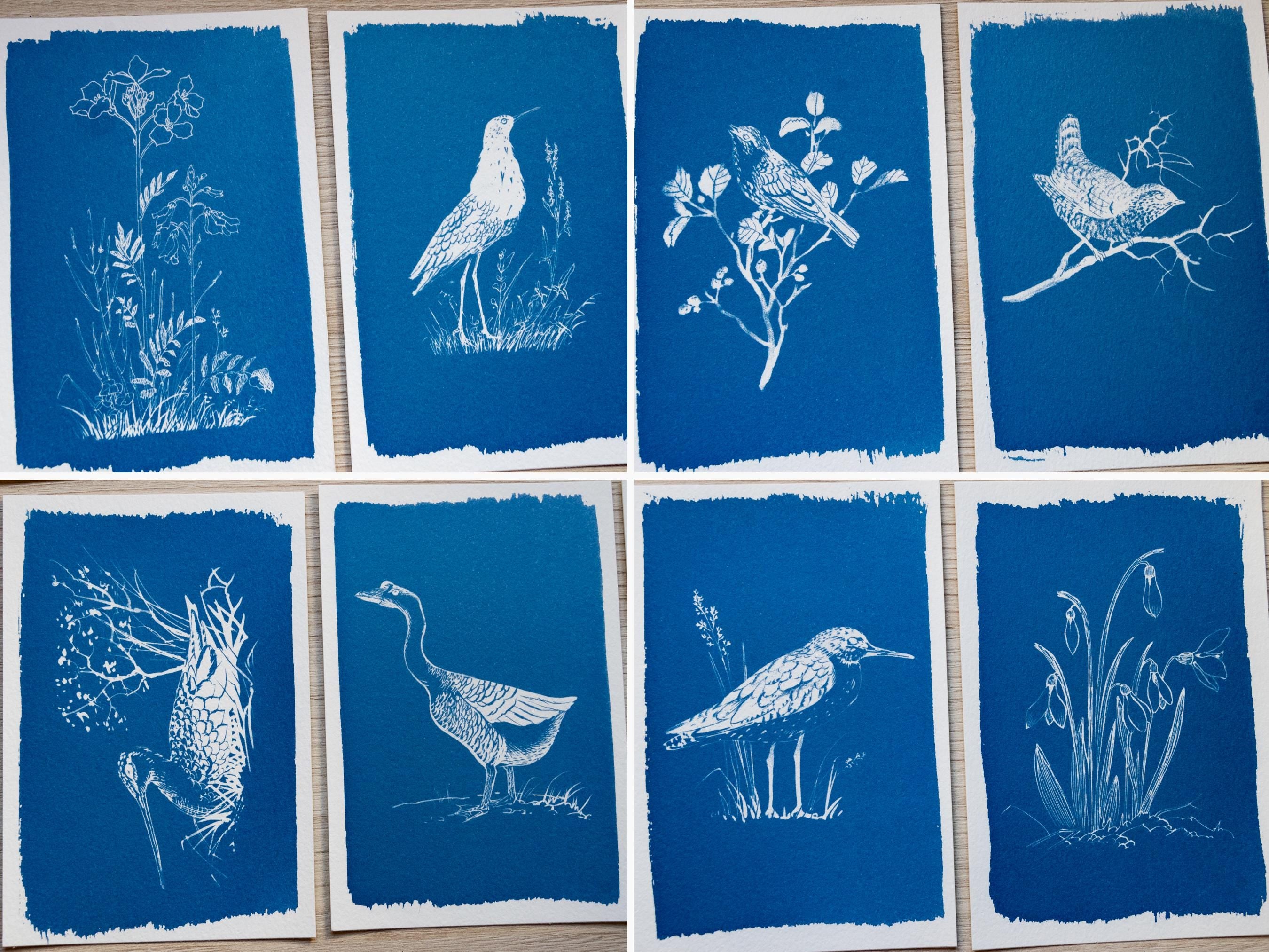 birds cyanotype art