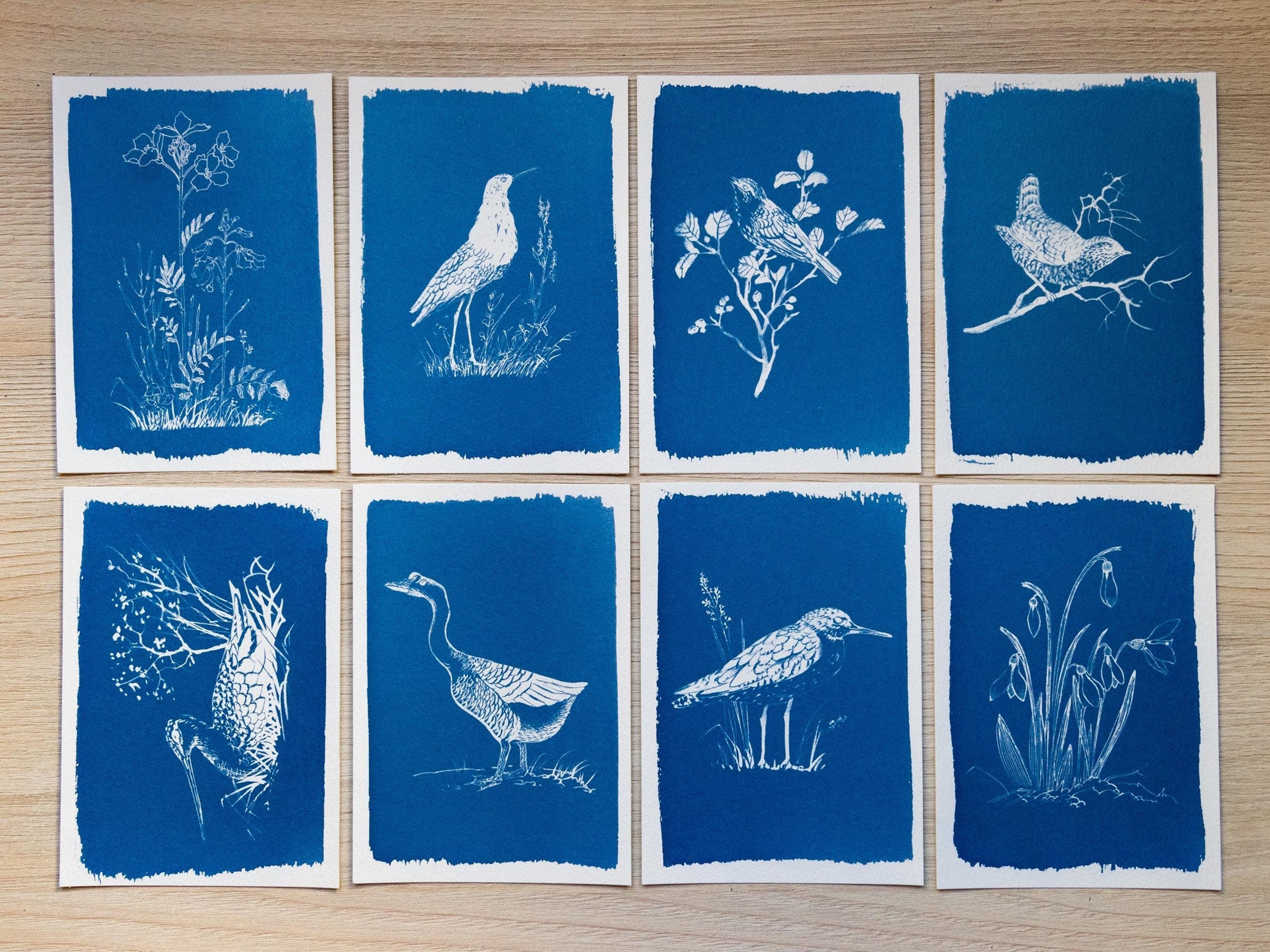 birds cyanotype prints