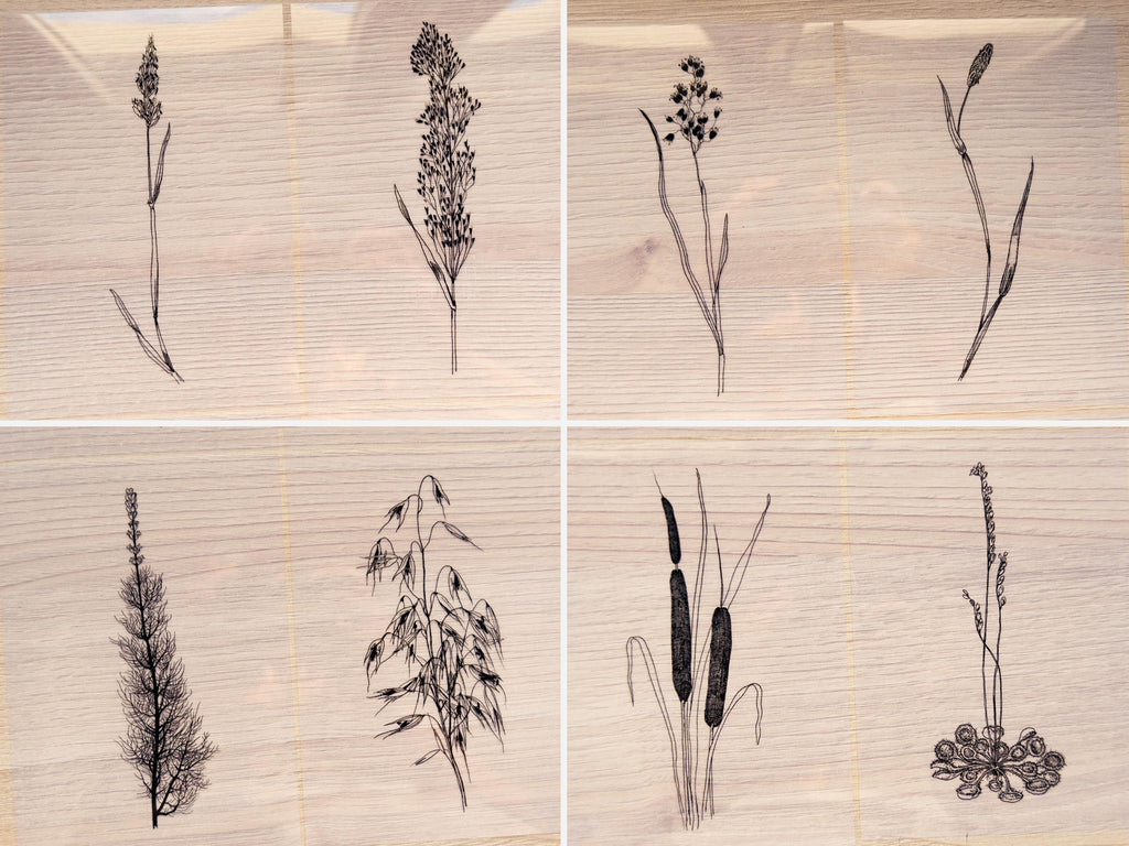 botanical cyanotype negatives