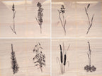 botanical cyanotype negatives