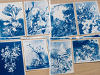 botanical cyanotype print