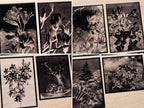 botanical ideas for cyanotype printing