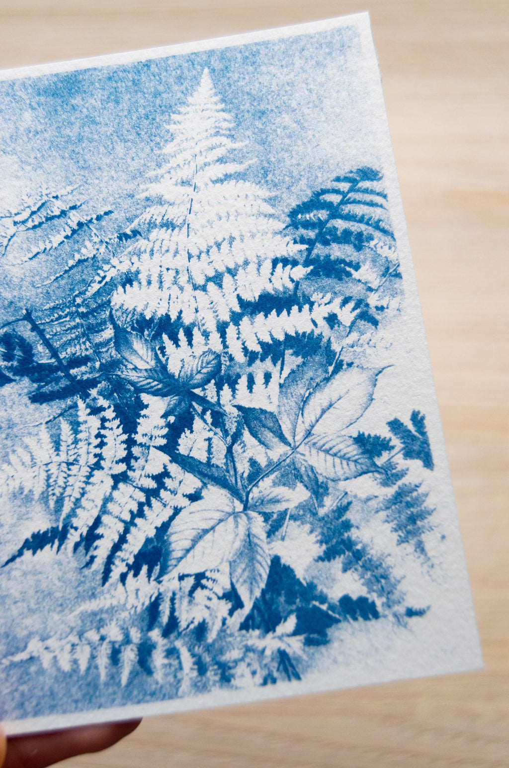 botanical ideas for solar printing