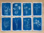 botanical stencils for cyanotype crafts