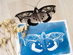 butterflies drawing for solar printing