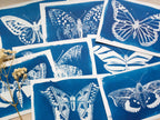 butterfly and moth cyanotype print