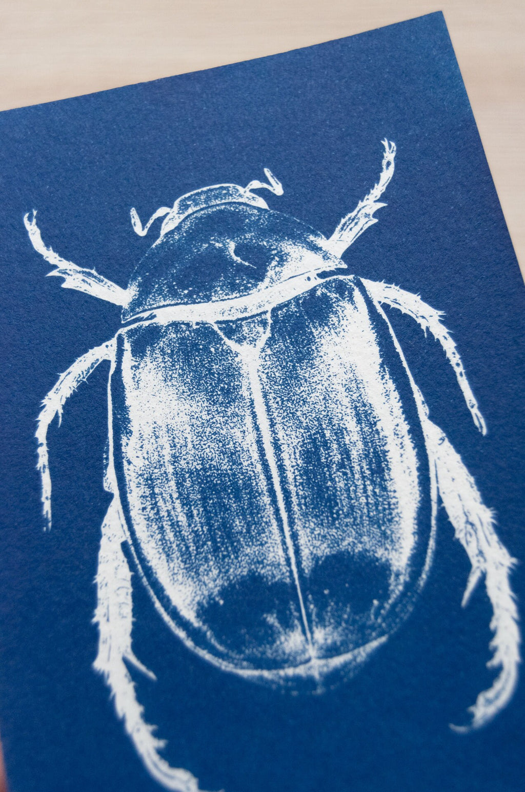 closeup beetle cyanotype print