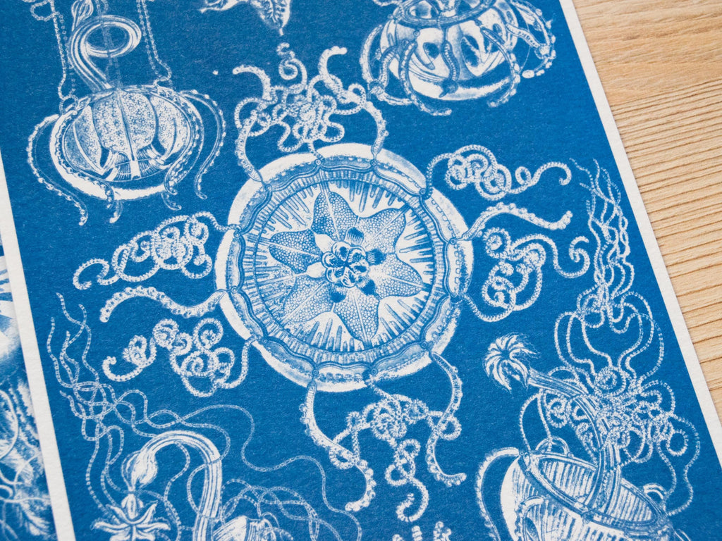 closeup jellyfish cyanotype print
