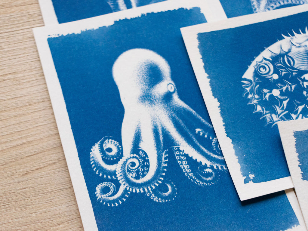 closeup octopus cyanotype art