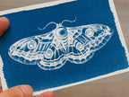 closeup of moth made with cyanotype printing